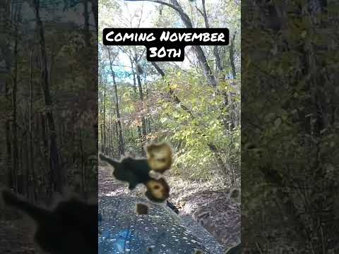 Land Between the Lakes Fire Roads