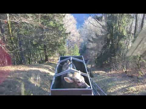 Braunvieh aus Braunwald fährt Standseilbahn