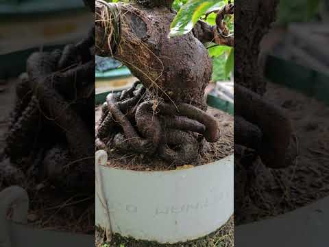 🔴 QBS23472 - NGẮM CÂY MAI GỐC NHỚT GIÀ MÙA ĐÃ UỐN TAY CÀNH NĂM THỨ 2 | CHĂM SÓC MAI VÀNG MIỀN BẮC