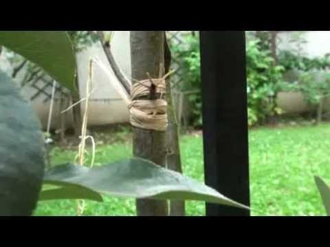 video  greffe en écusson d'un bouton à fleur à fruits sur un arbre fruitier