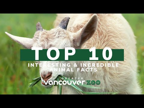 Goat Facts! Top 10 Interesting & Incredible Facts About Goats