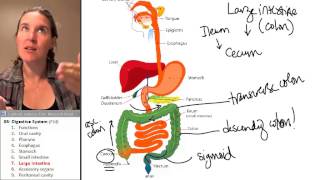 Digestive System 7- Large intestine