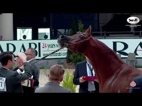 N 77 MAKISA ADAGGIO   European Championship 2021   VERONA   Stallions 10+ Years Old Class 15