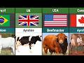 Cattle Breeds From Different Countries