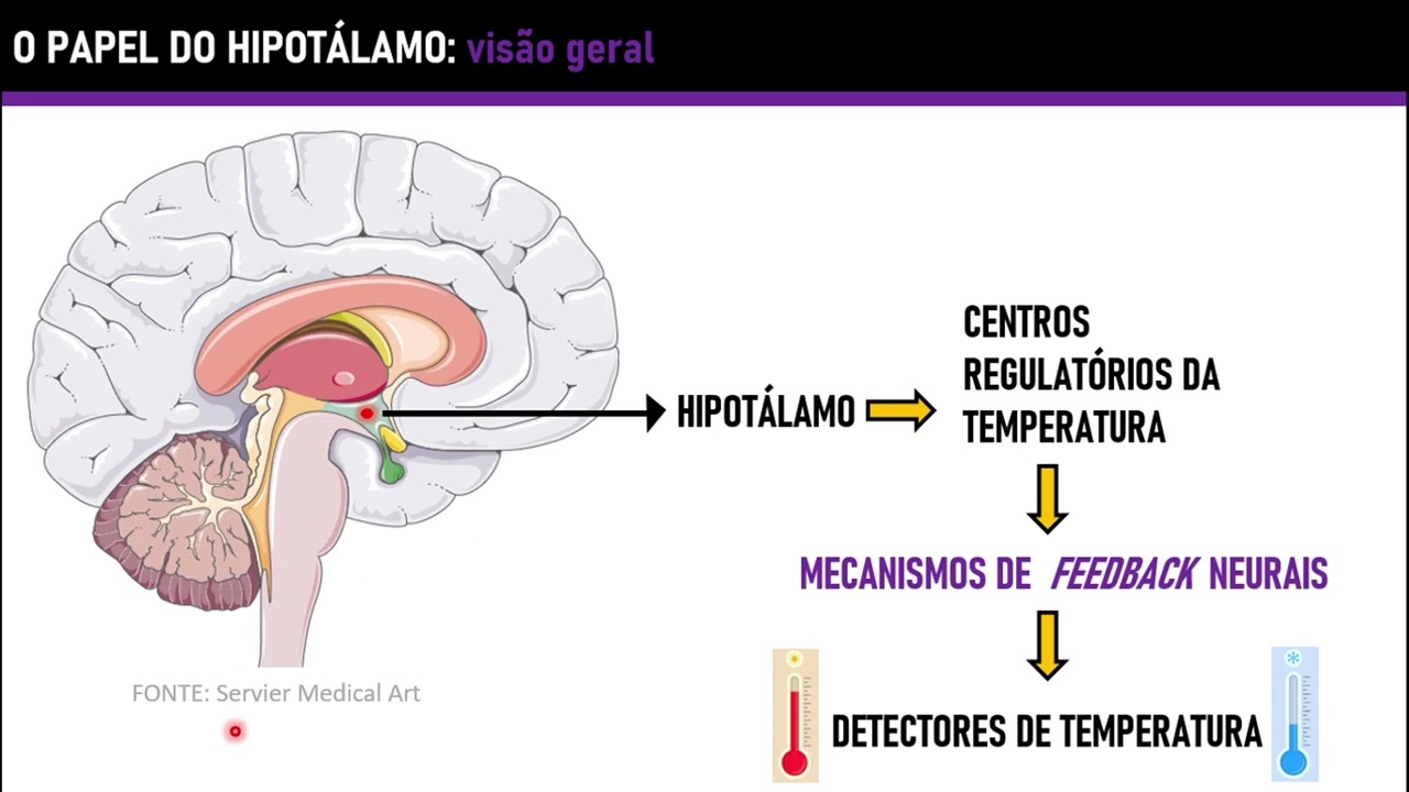 Aprendendo Fisiologia: Termorregulação (por Henrique Ribeiro Müller)