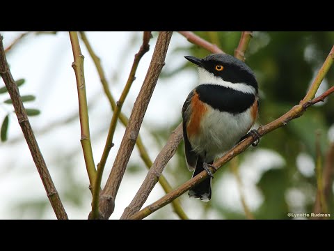 3 BATIS CALLS - Cape, Chinspot and Pririt Batis