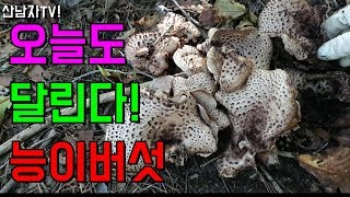 산남자! 오늘도 능이를 위해 달린다 !자연 건강 항암 mushrooms