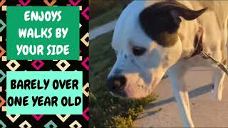 MEET BENTLEY AT KC PET PROTECT