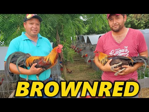 Brownred Jose Gamez Criadero Welders - Beautiful Birds