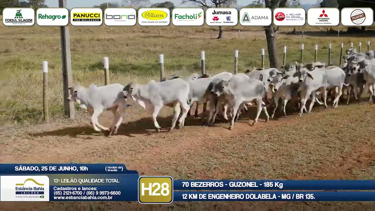 Vídeo LOTE H28 - 13º Leilão Qualidade Total 2022