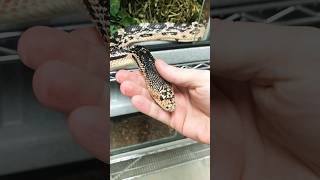 The Most Friendly Pine Snake