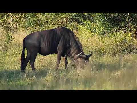 Djuma: Wildebeest bull - 07:25 - 04/28/21