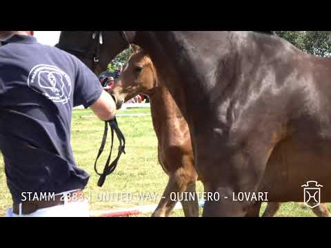 Fohlenprämierung Föhr 2019 | Hengst | St. 2383 | United Way - Quintero - Lovari | Gerd Ohlsen