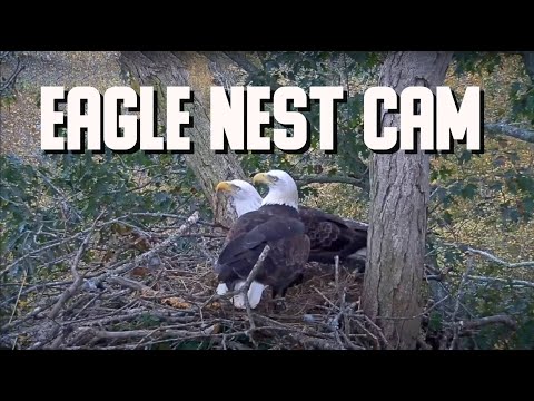 Eagle Nest Cam Livestream