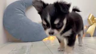 チワワ（ロング）の動画01