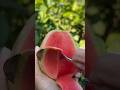 There Are Frozen Pears In The Northeast And Guava In Guangxi Which One Do You Prefer Fruit