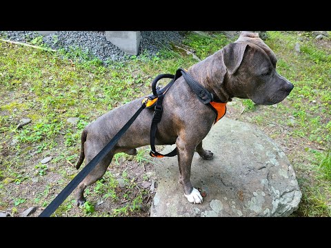 4 Months Old Pitbull