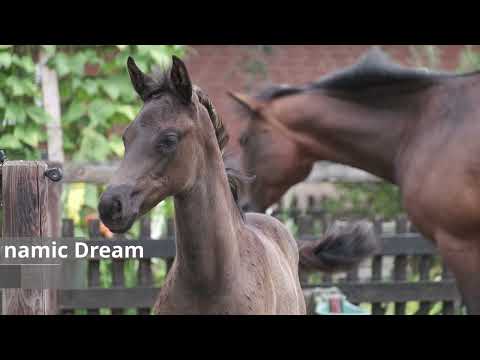 Donna Mobile- Stutfohlen von Dynamic Dream x De Niro x Caprimond