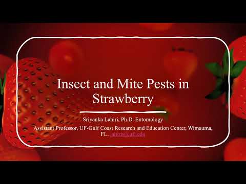 Insect and mite pests
