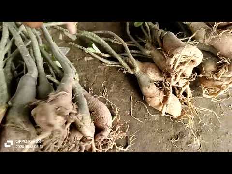 31/8/2023/ 60 cây sứ hạt nguyên thủy mi ni (250 bao ship) lh0702991475