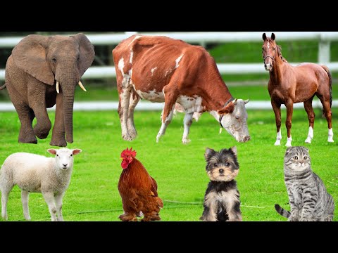 Sunete drăguțe de animale de fermă: porc, pisică, pui, câine, iepure, vacă, cal, elefant, cerb – Animale fericite