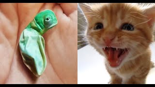 🔴 Os Nascimentos de Animais mais Incríveis do Mundo!