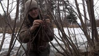 Alaska: The Last Frontier - Predators and Prey