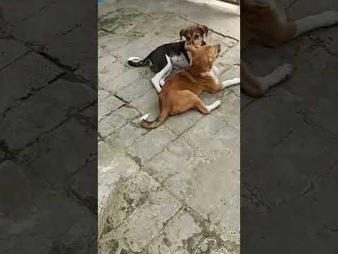 beautiful moments 🥰#ytshorts #dog #puppy #purelove