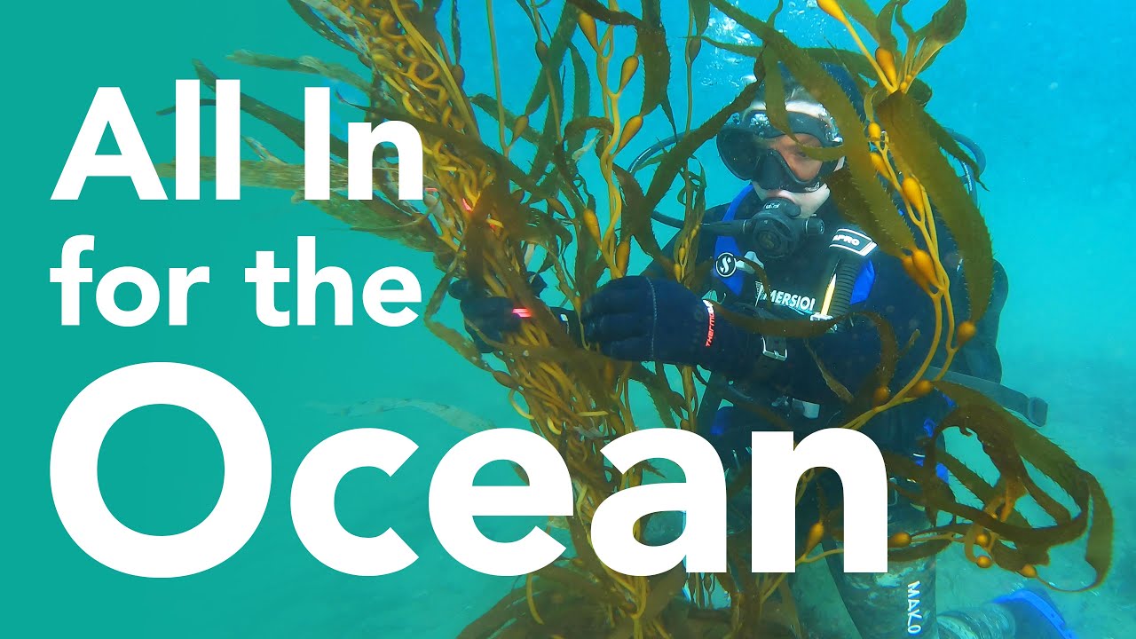 All In for the Ocean | UC Santa Barbara and the Santa Barbara Coastal LTER