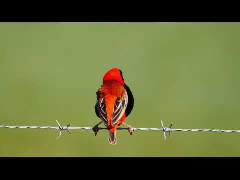 Pletiarka ohnivá (Euplectes orix) — starostlivosť, voliéra a kŕmenie