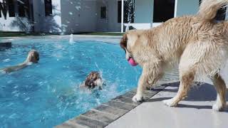 Pet Paradise: Pool Party