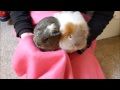 HOW TO:  Handle Guinea Pigs Correctly!