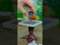 Can You Build A Miniature Treehouse In JUST 1 Hour Vfuho Minihouse Diy