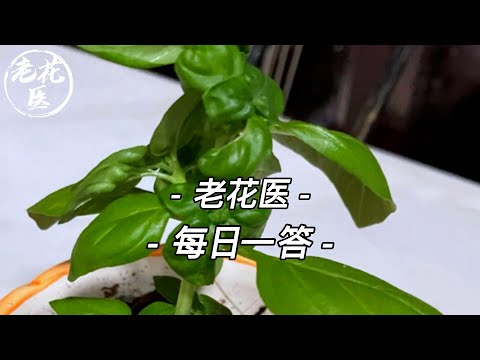 金山棕竹