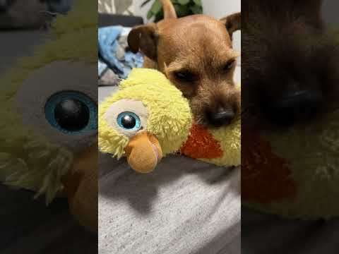 Max vs. mluvící slepice