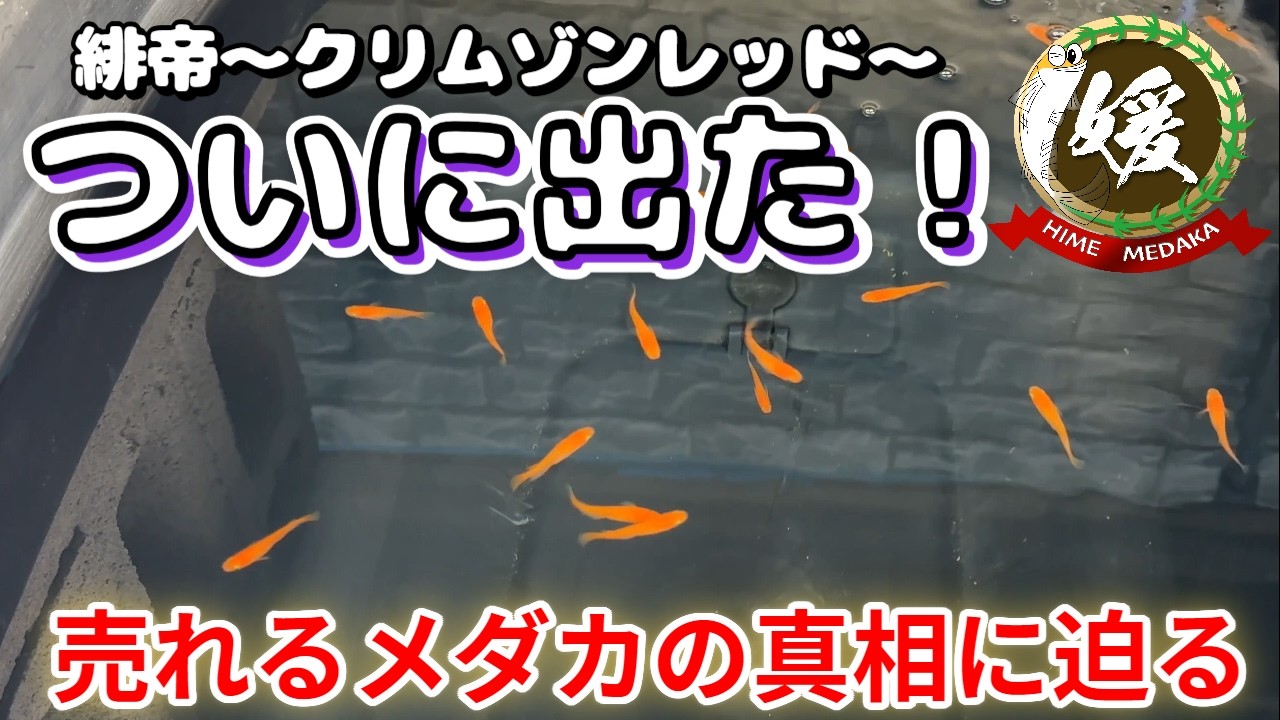 2026年の今年爆売れする人気No.1候補メダカの特徴を徹底解説【媛めだか】