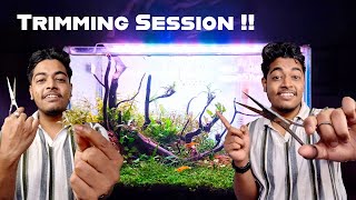Do this and stop Killing Your Stem Plants .  Why ?