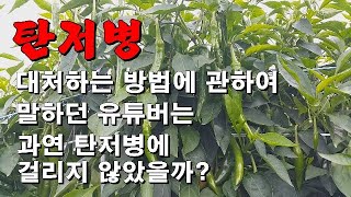 탄저병에 관하여 말하던 유튜버는 탄저병에 걸리지 않았을까?