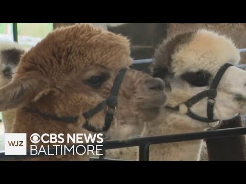 Visiting the Black Barn Alpaca Farm in Carroll County - YouTube