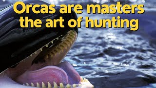 Orca, the killer whale #wildlife #animal