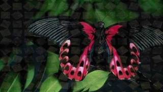 Anne Murray - Sentimental Favorite