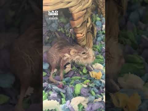 That hamster looks like she’s seen some things 😅 (🎥: TT/ angelinasanhz)