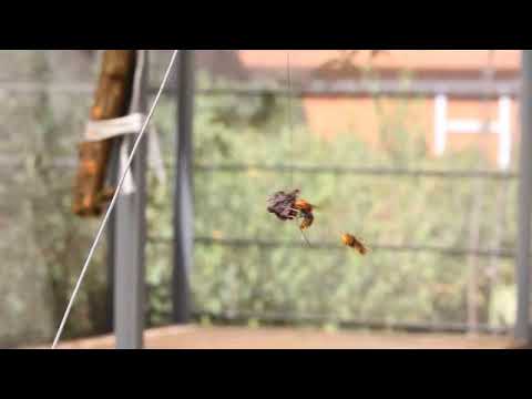 Behaviour response of V. velutina foragers to a dummy treated with S. tuberosa extract - YouTube