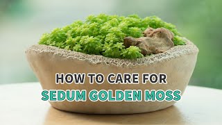Best tips | How to grow and care for Sedum Golden Moss