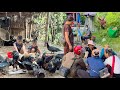 Harvest Wild Galangal Root To Sell At The Market And Buy Food For His Two Sons DANG THI DU
