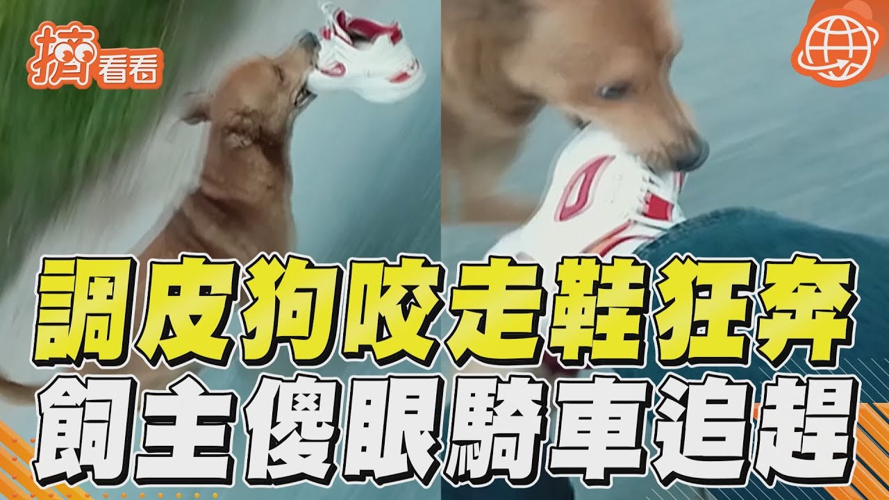 影音／汪星人調皮半路咬走鞋狂奔！　飼主傻眼騎車沿路追趕