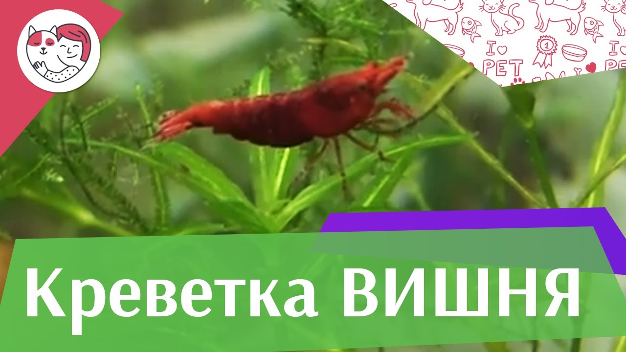 Креветка вишня Кормление на ilikepet