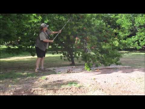 download lagu mp3 mp4 Bulk Peaches For Sale, download lagu Bulk Peaches For Sale gratis, unduh video klip Bulk Peaches For Sale