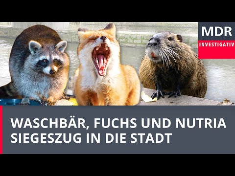 Waschbär, Fuchs und Nutria - Siegeszug der Wild-Tiere in die Stadt | Doku