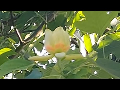 Copacul cu lalele ,Iscroni(19 iunie 2023)